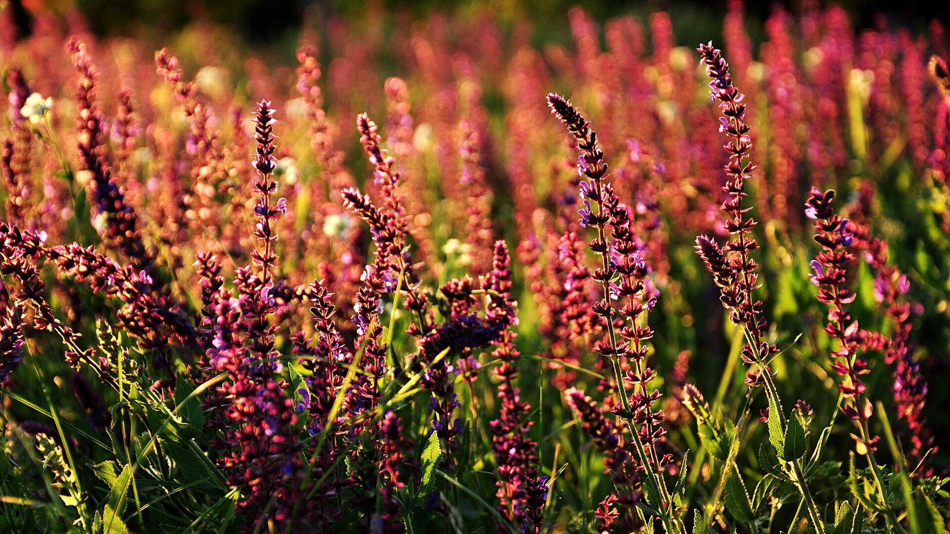 当广厦队狂胜森林狼—乔治在美加墨世界杯的接管时刻与一场迟来的救赎